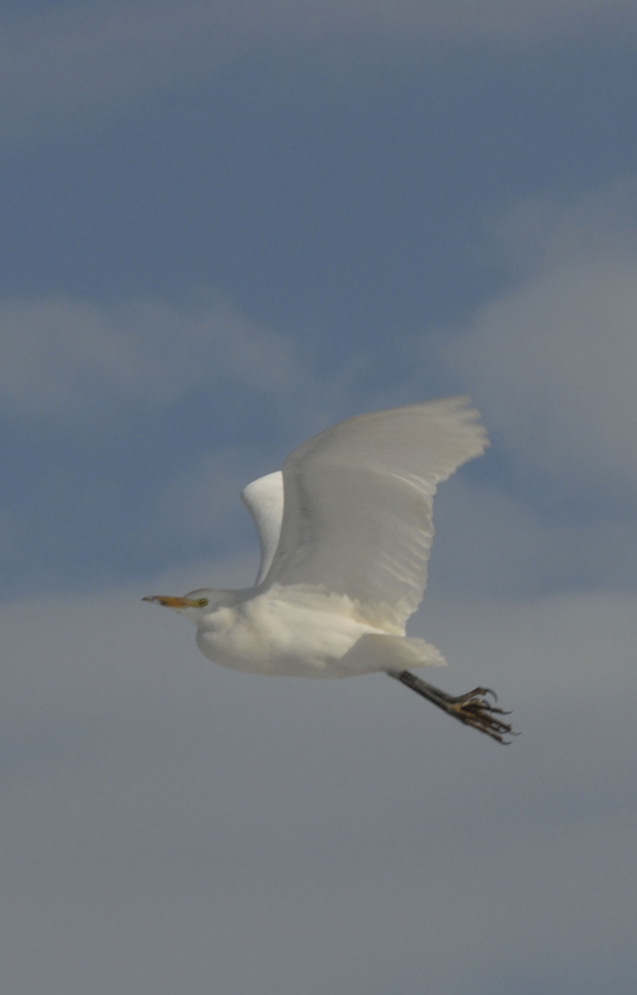 Les cépages et terroirs du Domaine de vin Isle Saint Pierre en Camargue, un domaine qui cultive sa différence : une aigrette en plein vol ici.